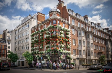 Major Plants Ltd - Hanging Basket Services - London - UK - Image 
