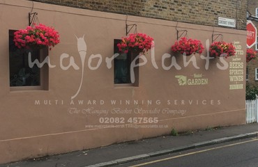 Major Plants Ltd - Hanging Basket Services - London - UK - Image 23