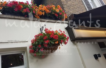 Major Plants Ltd - Hanging Basket Services - London - UK - Image 38