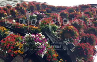 Major Plants Ltd - Hanging Basket Services - London - UK - Image 58