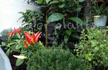 Major Plants Ltd - Herb Displays - London - UK - Image 2
