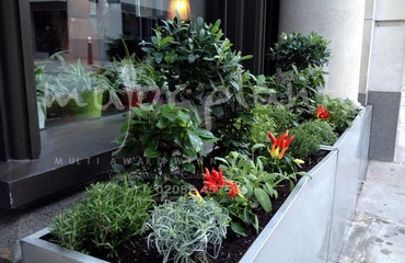 Major Plants Ltd - Herb Displays - London - UK - Image 3