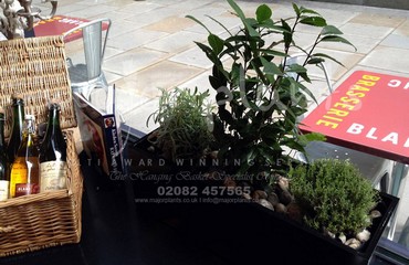 Major Plants Ltd - Herb Displays - London - UK - Image 9