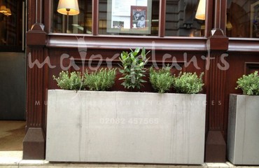 Major Plants Ltd - Herb Displays - London - UK - Image 21