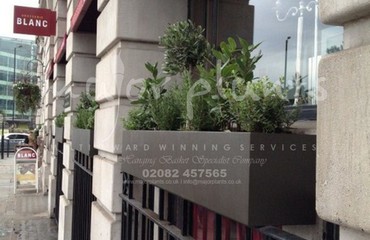 Major Plants Ltd - Herb Displays - London - UK - Image 26