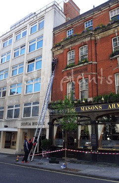 Major Plants Ltd - Masons Arms - London - UK - Image 21