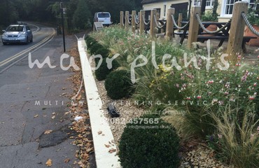 Major Plants Ltd - Pastoral - London - UK - Image 2