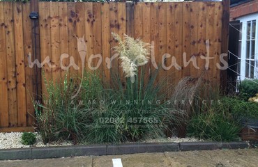 Major Plants Ltd - Pastoral - London - UK - Image 26