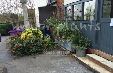 Major Plants Ltd - Pots and Troughs - London - UK - Image 6