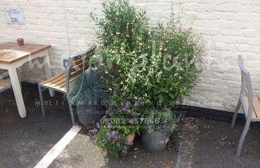 Major Plants Ltd - Pots and Troughs - London - UK - Image 14