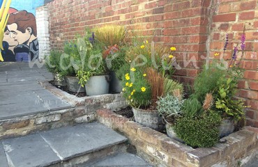 Major Plants Ltd - Pots and Troughs - London - UK - Image 15