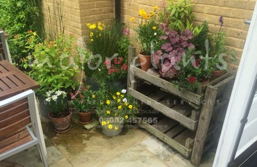 Major Plants Ltd - Pots and Troughs - London - UK - Image 24
