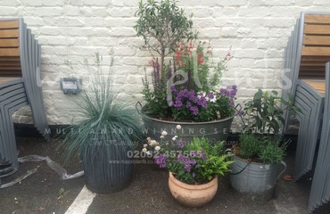 Major Plants Ltd - Pots and Troughs - London - UK - Image 44