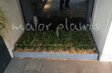 Major Plants Ltd - Pots and Troughs - London - UK - Image 58