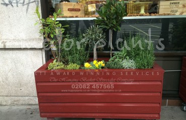 Major Plants Ltd - Pots and Troughs - London - UK - Image 71