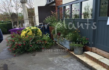 Major Plants Ltd - Pots and Troughs - London - UK - Image 75