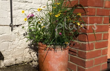 Major Plants Ltd - Pots and Troughs - London - UK - Image 80