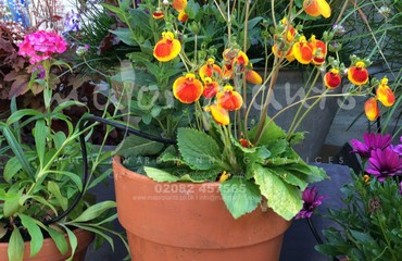 Major Plants Ltd - Pots and Troughs - London - UK - Image 82