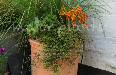 Major Plants Ltd - Pots and Troughs - London - UK - Image 83