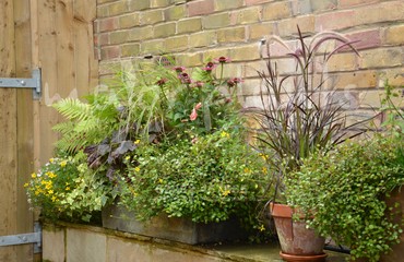 Major Plants Ltd - Pots and Troughs - London - UK - Image 93