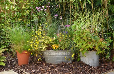 Major Plants Ltd - Pots and Troughs - London - UK - Image 96