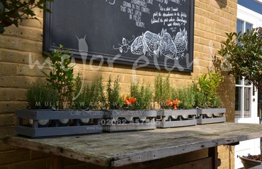 Major Plants Ltd - Pots and Troughs - London - UK - Image 97