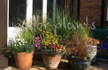 Major Plants Ltd - Pots and Troughs - London - UK - Image 104