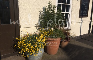 Major Plants Ltd - Pots and Troughs - London - UK - Image 105