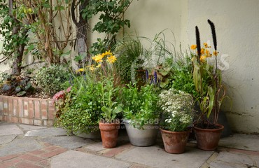 Major Plants Ltd - Pots and Troughs - London - UK - Image 111