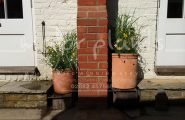 Major Plants Ltd - Pots and Troughs - London - UK - Image 126