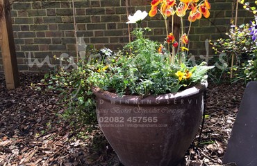 Major Plants Ltd - Pots and Troughs - London - UK - Image 132
