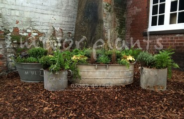 Major Plants Ltd - Pots and Troughs - London - UK - Image 145