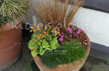 Major Plants Ltd - Pots and Troughs - London - UK - Image 155