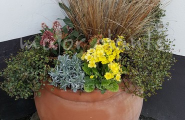 Major Plants Ltd - Pots and Troughs - London - UK - Image 156