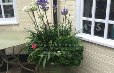 Major Plants Ltd - Pots and Troughs - London - UK - Image 158