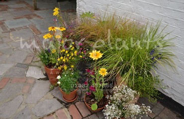 Major Plants Ltd - Pots at Kings Head - London - UK - Image 4