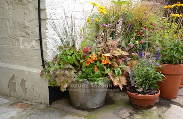 Major Plants Ltd - Pots at Kings Head - London - UK - Image 5