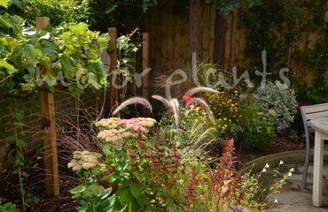 Major Plants Ltd - WBC British Queen - London - UK - Image 4