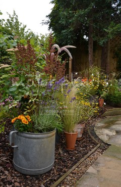 Major Plants Ltd - WBC British Queen - London - UK - Image 30