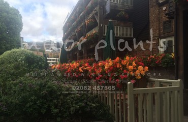 Major Plants Ltd - Window Boxes - London - UK - Image 70