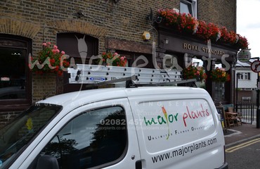 Major Plants Ltd - Window Boxes - London - UK - Image 100