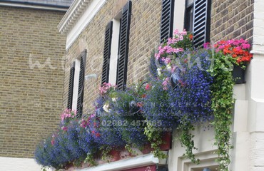 Major Plants Ltd - Window Boxes - London - UK - Image 135