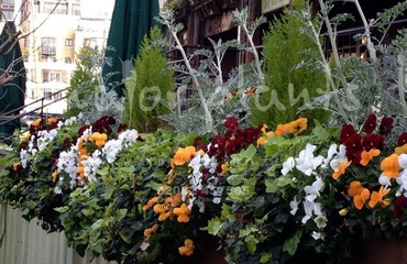 Major Plants Ltd - Winter Displays - London - UK - Image 29