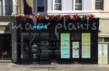 Major Plants Ltd - Before after - London - UK - Image 5