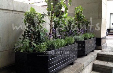 Major Plants Ltd - Herb Displays - London - UK - Image 11
