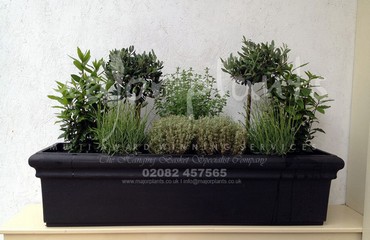 Major Plants Ltd - Herb Displays - London - UK - Image 15