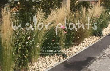 Major Plants Ltd - Pastoral - London - UK - Image 5