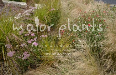 Major Plants Ltd - Pastoral - London - UK - Image 13