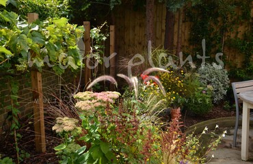 Major Plants Ltd - Pastoral - London - UK - Image 23