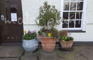 Major Plants Ltd - Pots and Troughs - London - UK - Image 55